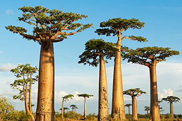 马达加斯加安达瓦杜阿卡三字代码(DVD),安达瓦杜阿卡(Andavadoaka)四字码,马达加斯加机场三字码查询